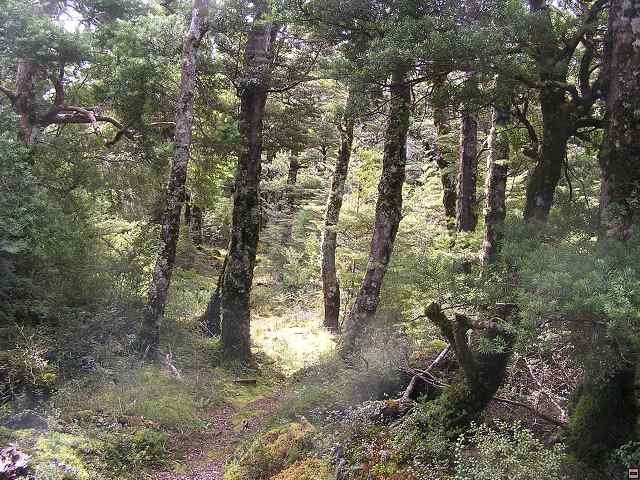 NZ leden-unor 2006 157.jpg